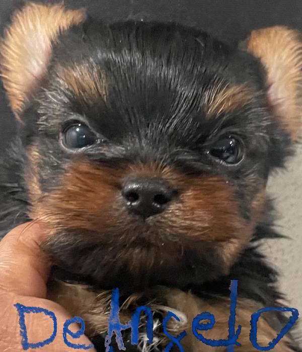 Deangelo1 Deangelo1
